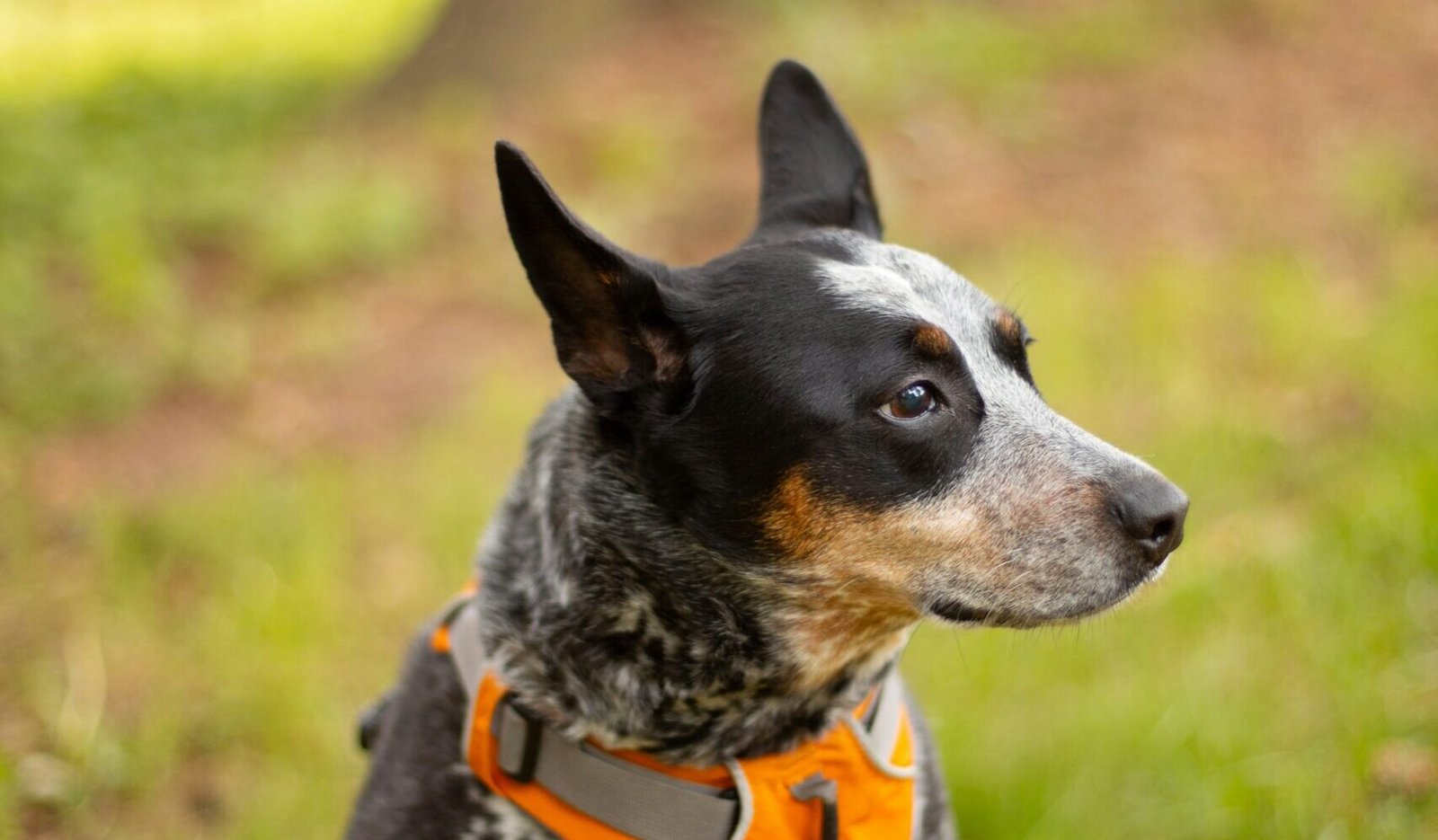 black and white short coated dog with orange collar